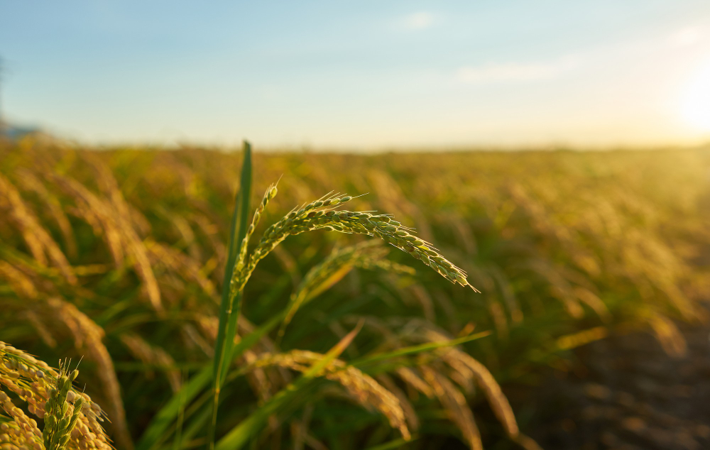 Sustainable Farm-to-Table Sourcing